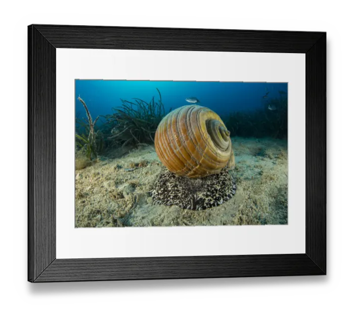 Framed Print : Giant tun (Tonna galea) a species of marine gastropod mollusc that is one of the biggest Framed Print : Giant tun (Tonna galea) a species of marine gastropod mollusc that is one of the biggest