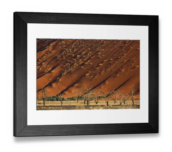 Framed Print : Acacia trees below a sand dune in Tscauchab valley, Namib-Naukluft National Park, Namibia Framed Print : Acacia trees below a sand dune in Tscauchab valley, Namib-Naukluft National Park, Namibia