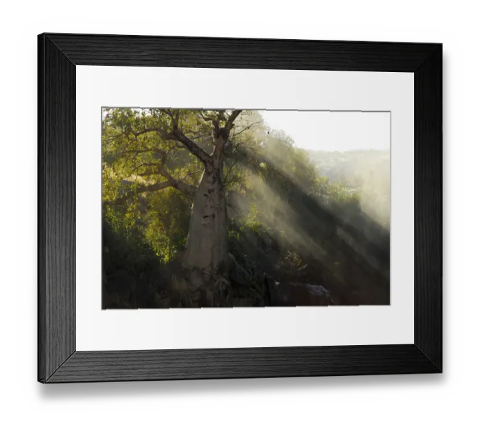 Framed Print : Baobab (Adansonia sp. ) at edge of Epupa falls, Kunene River, Namibia Framed Print : Baobab (Adansonia sp. ) at edge of Epupa falls, Kunene River, Namibia