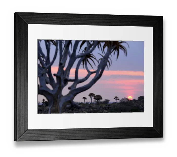 Framed Print : Kokerboom or Quiver Tree (Aloe dichotomum), a species of aloe indigenous to Southern Framed Print : Kokerboom or Quiver Tree (Aloe dichotomum), a species of aloe indigenous to Southern