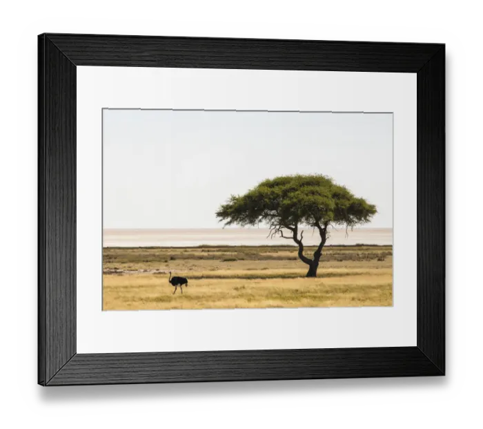 Framed Print : Umbrella thorn tree (Vachellia tortilis) in the Etosha pan with common ostrich Framed Print : Umbrella thorn tree (Vachellia tortilis) in the Etosha pan with common ostrich