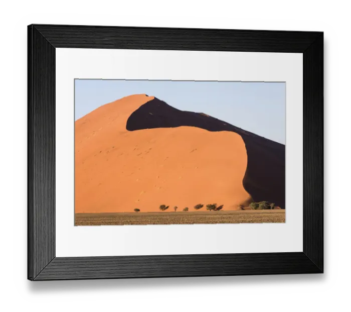 Framed Print : Camel thorn trees (Vachellia erioloba) growing in the rocky plains at the base of giant Framed Print : Camel thorn trees (Vachellia erioloba) growing in the rocky plains at the base of giant