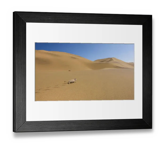 Framed Print : Namaqua chameleon (Chamaeleo namaquensis) walking up dune, Swakopmund Framed Print : Namaqua chameleon (Chamaeleo namaquensis) walking up dune, Swakopmund