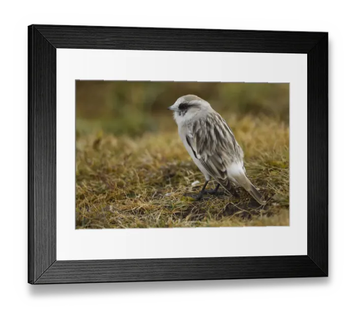 Framed Print : White-rumped snowfinch (Montifringilla taczanowskii), Tibetan Plateau, Qinghai, China Framed Print : White-rumped snowfinch (Montifringilla taczanowskii), Tibetan Plateau, Qinghai, China