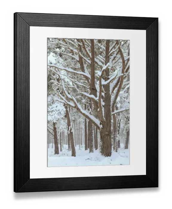 Framed Print : Scots Pine forest in winter, Abernethy Forest, Cairngorms National Park, Scotland, UK Framed Print : Scots Pine forest in winter, Abernethy Forest, Cairngorms National Park, Scotland, UK