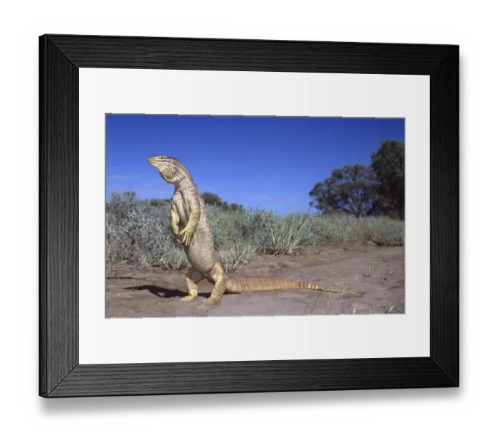 Framed Print : Yellow spotted monitor standing threat display {Varanus panoptes panoptes} Queensland