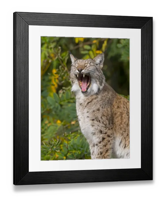 Framed Print : Eurasian lynx (Lynx lynx) yawning. Captive Framed Print : Eurasian lynx (Lynx lynx) yawning. Captive
