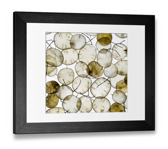 Framed Print : Annual Honesty (Lunaria annua) seed heads arranged in white background