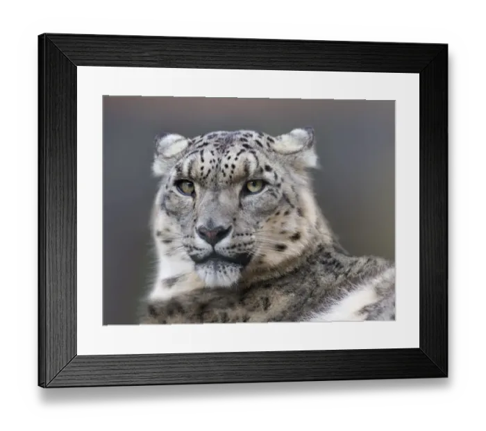 Framed Print : Snow leopard (Panthera uncia) with ears back. Captive