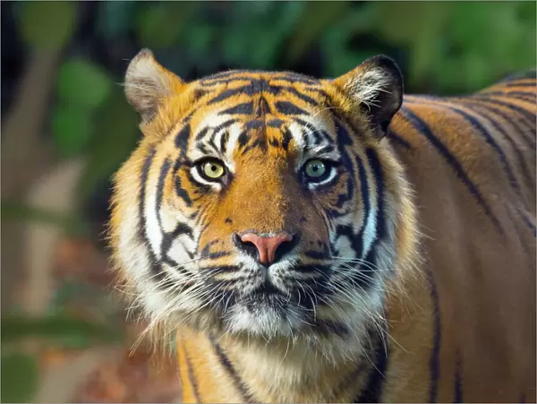 Sumatran tiger (Panthera tigris sondaica). Captive, with digitally added leaf pattern