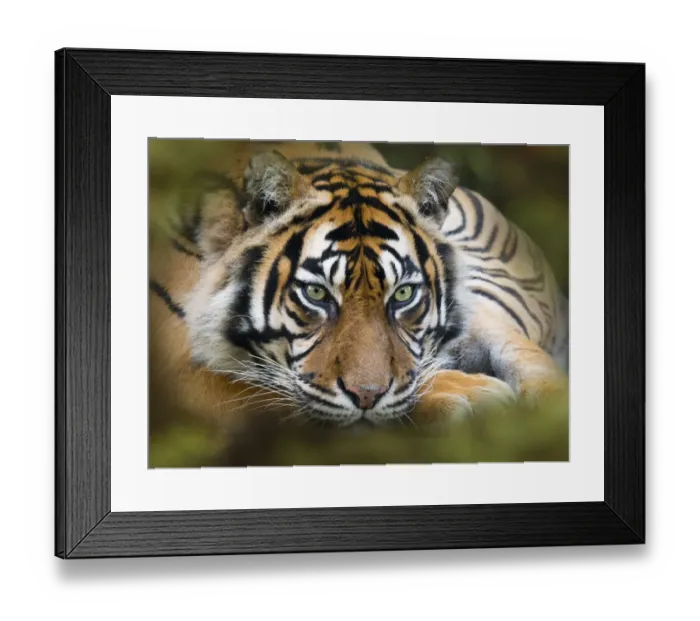Framed Print : Sumatran tiger (Panthera tigris sondaica). Captive, with digitally added leaf pattern