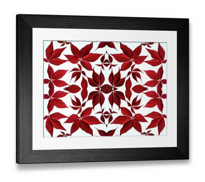 Framed Print : Kaleidoscopic pattern of Virginia creeper (Parthenocissus quinquefolia) in autumn on a white background Framed Print : Kaleidoscopic pattern of Virginia creeper (Parthenocissus quinquefolia) in autumn on a white background