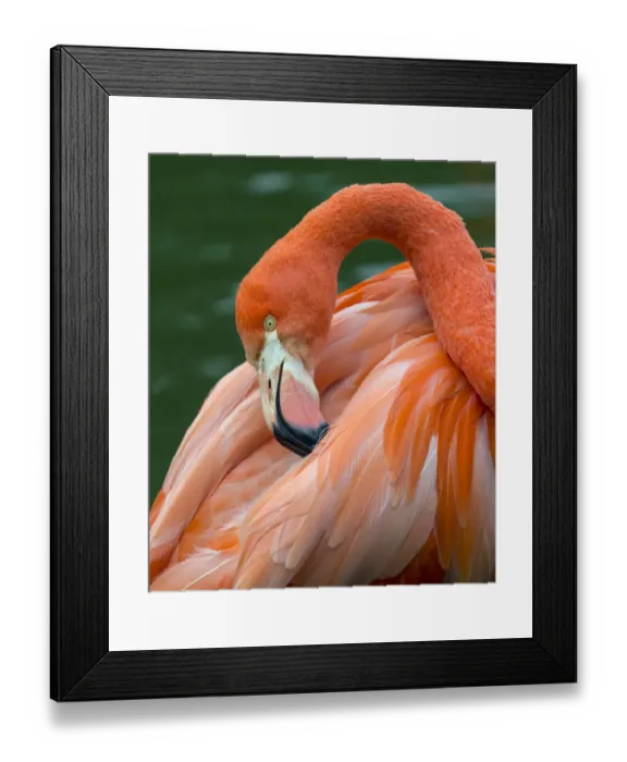 Framed Print : American flamingo (Phoenicopterus ruber) preening feathers. Captive Framed Print : American flamingo (Phoenicopterus ruber) preening feathers. Captive