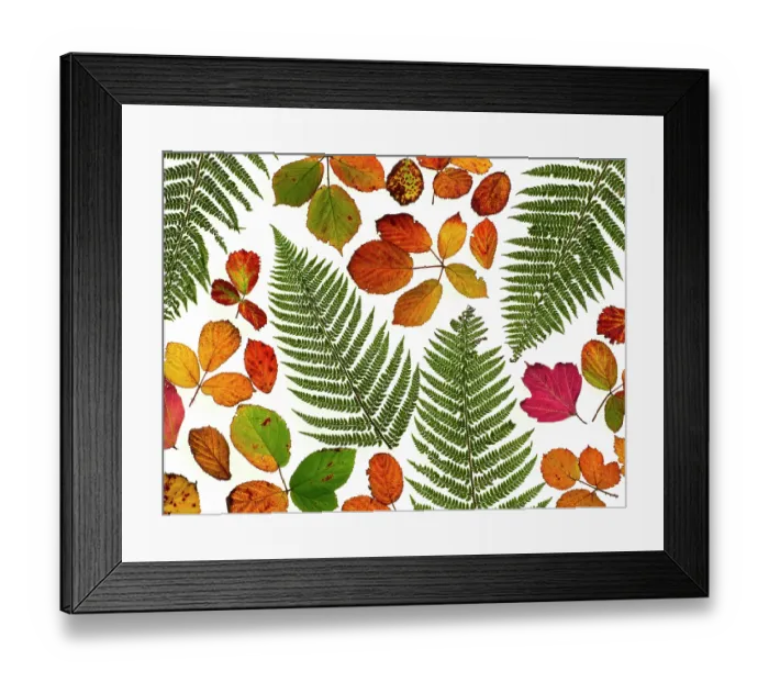 Framed Print : Bramble leaves (Rubus fruticosus) and bracken fronds changing colour in autumn Framed Print : Bramble leaves (Rubus fruticosus) and bracken fronds changing colour in autumn