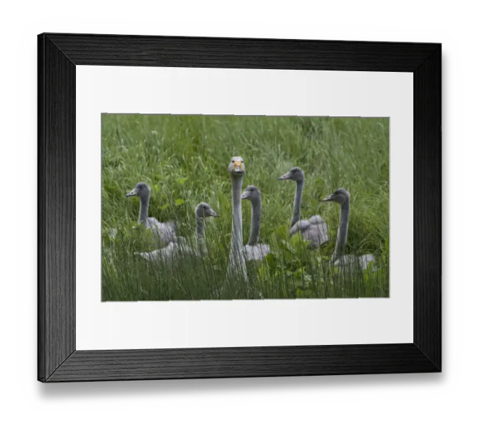 Framed Print : Whooper swan (Cygnus cygnus), adult with young ones, Finland, August Framed Print : Whooper swan (Cygnus cygnus), adult with young ones, Finland, August