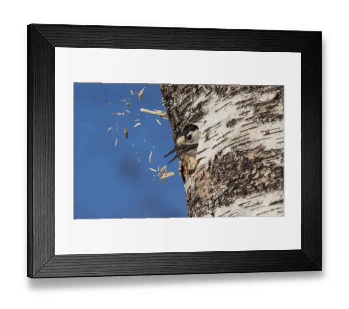 Framed Print : White-backed woodpecker (Dendrocopos leucotos), female excavating nest in birch tree Framed Print : White-backed woodpecker (Dendrocopos leucotos), female excavating nest in birch tree