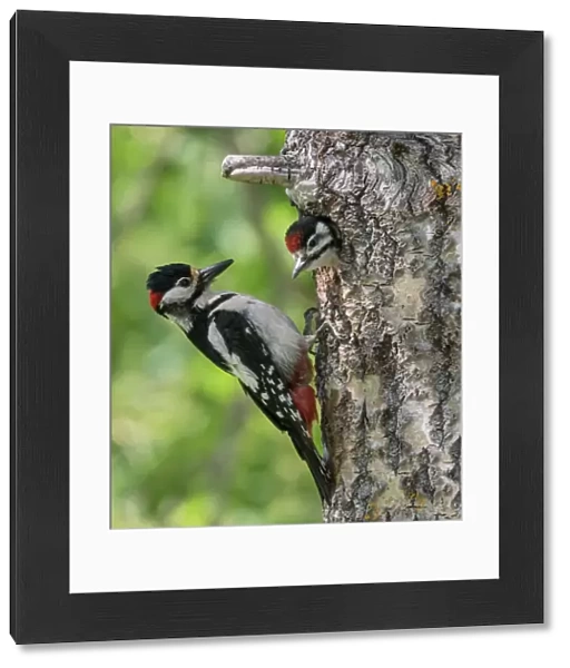 Great spotted woodpecker (Dendrocopos major), male feeding juvenile in nest, Finland