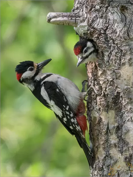Great spotted woodpecker (Dendrocopos major), male feeding juvenile in nest, Finland