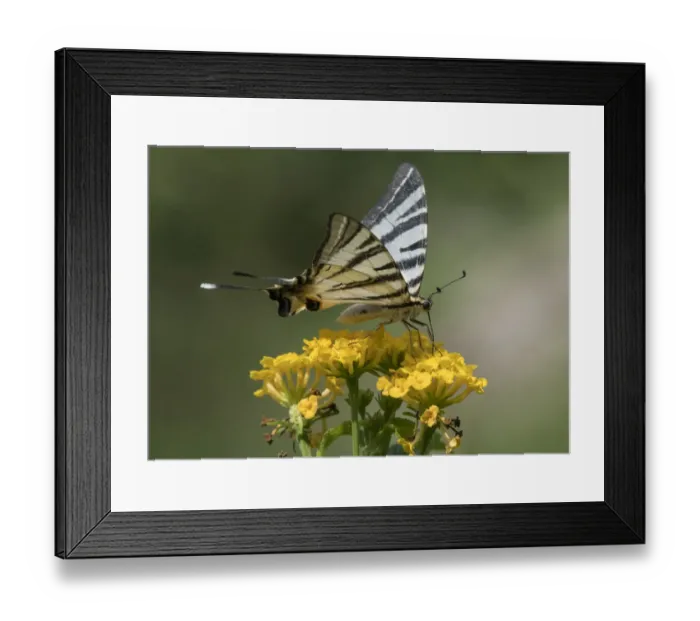Framed Print : Scarce swallowtail butterfly (Iphiclides podalirius), Finland, July Framed Print : Scarce swallowtail butterfly (Iphiclides podalirius), Finland, July