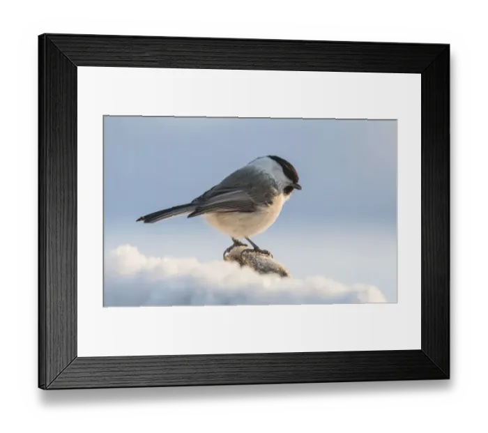 Framed Print : Willow tit (Parus montanus), in snow, Finland, February Framed Print : Willow tit (Parus montanus), in snow, Finland, February