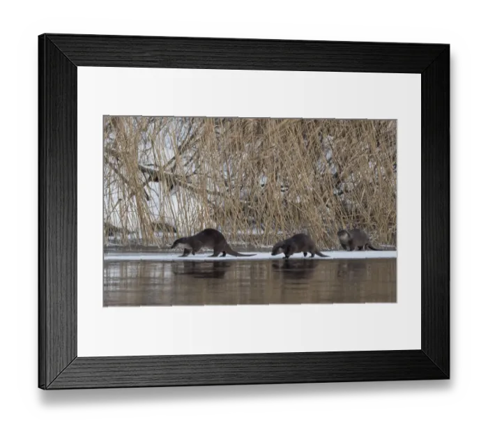 Framed Print : Eurasian otter (Lutra lutra), female and two young ones, Finland, January Framed Print : Eurasian otter (Lutra lutra), female and two young ones, Finland, January
