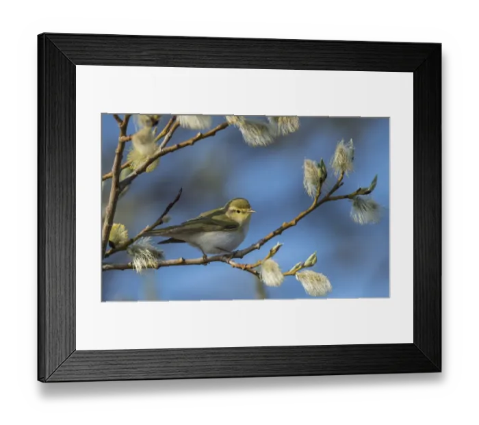 Framed Print : Wood warbler (Phylloscopus sibilatrix) amongst willow catkins, Finland, May Framed Print : Wood warbler (Phylloscopus sibilatrix) amongst willow catkins, Finland, May