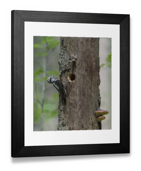 Framed Print : Three-toed woodpecker (Picoides tridactylus), male next to nest hole in tree, Finland Framed Print : Three-toed woodpecker (Picoides tridactylus), male next to nest hole in tree, Finland