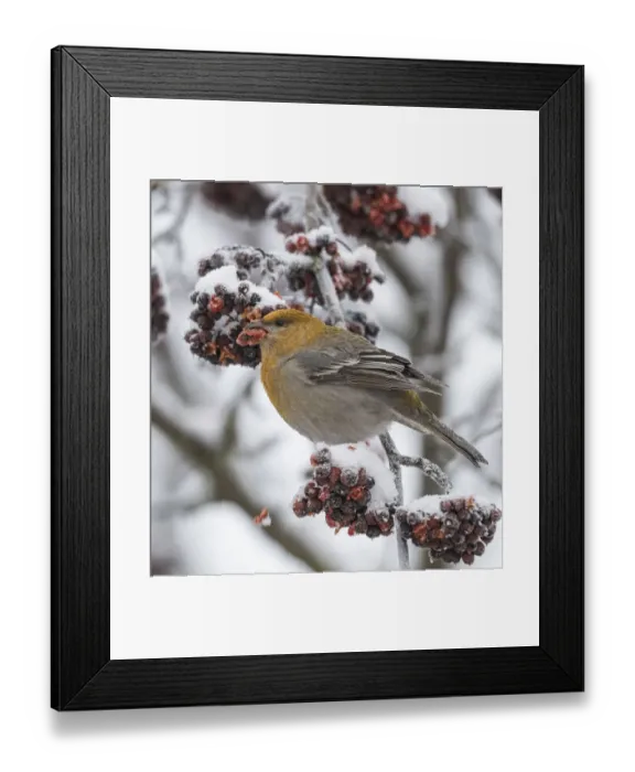Framed Print : Pine grosbeak (Pinicola enucleator), perched by berries in Rowan tree, Finland, January