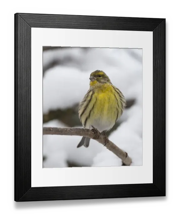 Framed Print : Serin (Serinus serinus), in snow, Finland, December Framed Print : Serin (Serinus serinus), in snow, Finland, December
