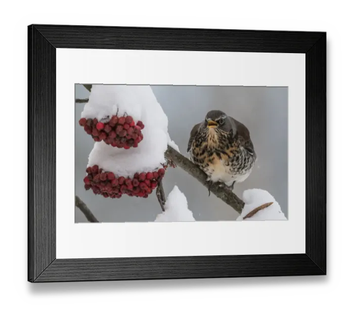 Framed Print : Fieldfare (Turdus pilaris) feeding on Rowan berries, Finland, December Framed Print : Fieldfare (Turdus pilaris) feeding on Rowan berries, Finland, December