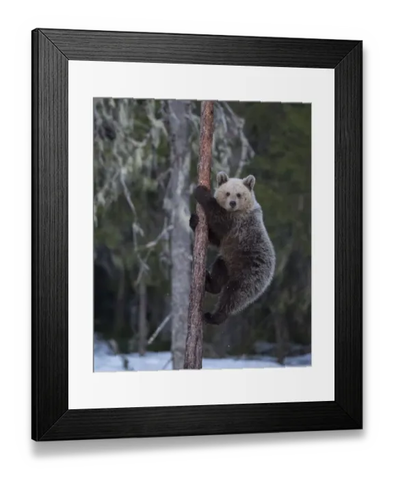 Framed Print : Brown bear (Ursus arctos), climbing tree in snow, Finland, May Framed Print : Brown bear (Ursus arctos), climbing tree in snow, Finland, May