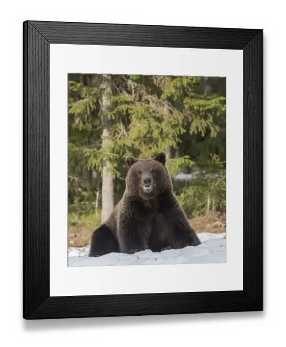 Framed Print : Brown bear (Ursus arctos), in snow, Finland, May Framed Print : Brown bear (Ursus arctos), in snow, Finland, May