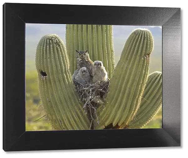 Great horned owl (Bubo virgininus) with chicks in nest in Saguaro cactus