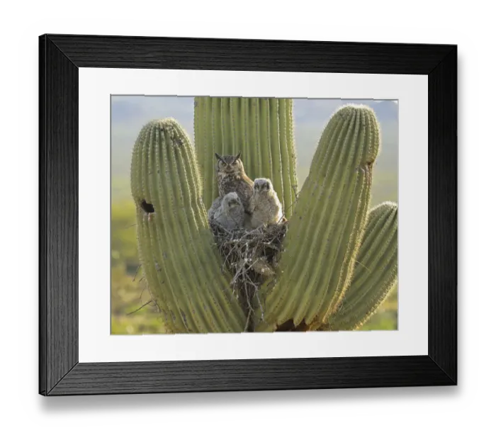 Framed Print : Great horned owl (Bubo virgininus) with chicks in nest in Saguaro cactus Framed Print : Great horned owl (Bubo virgininus) with chicks in nest in Saguaro cactus