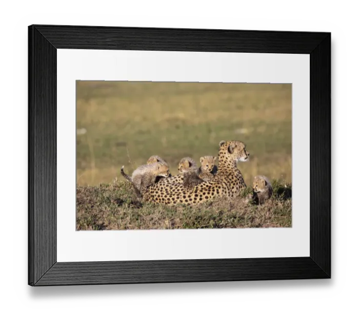 Framed Print : Cheetah (Acinonyx jubatus) female resting with cubs climbing on back Framed Print : Cheetah (Acinonyx jubatus) female resting with cubs climbing on back