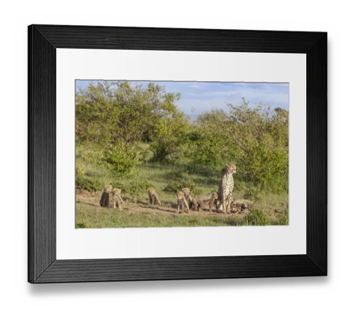 Framed Print : Cheetah (Acinonyx jubatus) female and cubs. Brood of seven cubs, a record for the area Framed Print : Cheetah (Acinonyx jubatus) female and cubs. Brood of seven cubs, a record for the area
