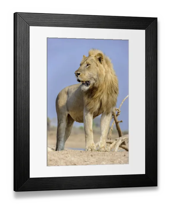 Framed Print : Adult male lion (Panthera leo) standing on the banks of the Luangwa River Framed Print : Adult male lion (Panthera leo) standing on the banks of the Luangwa River