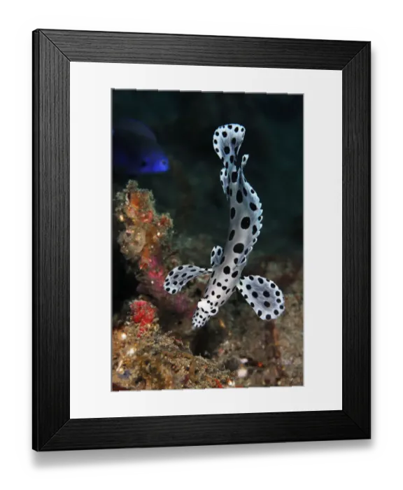 Framed Print : Barramundi Cod (Cromileptes altivelis), juvenile swimming with undulating motion
