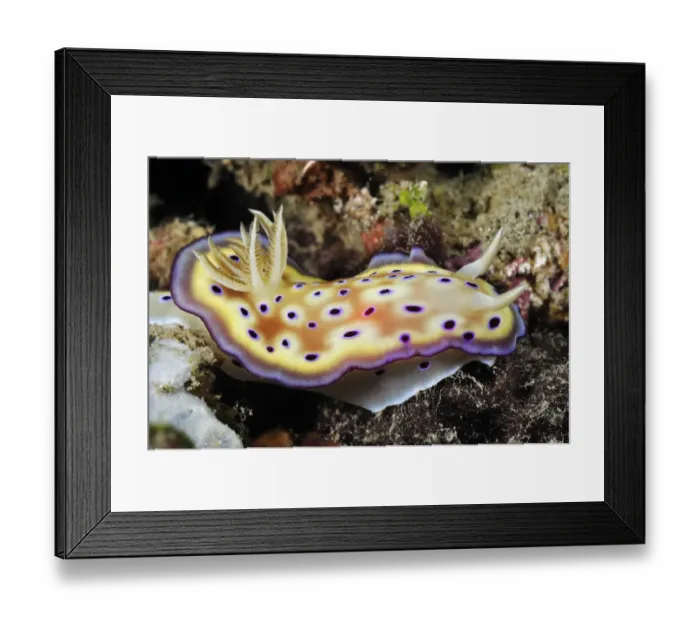 Framed Print : Nudibranch (Goniobranchus kuniei, formerly in Chromodoris) Lembeh Strait Framed Print : Nudibranch (Goniobranchus kuniei, formerly in Chromodoris) Lembeh Strait