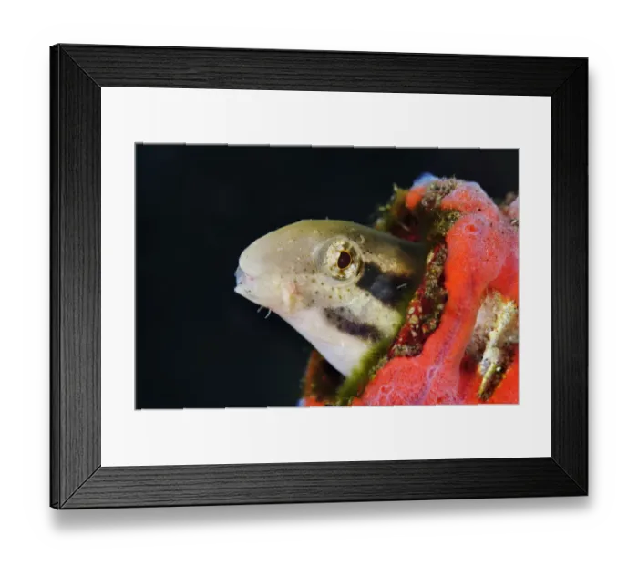 Framed Print : Shorthead sabretooth blenny (Petroscirtes breviceps) inhabiting a discarded Framed Print : Shorthead sabretooth blenny (Petroscirtes breviceps) inhabiting a discarded