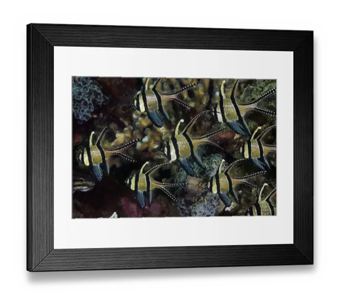 Framed Print : Banggai Cardinalfish (Pterapogon kauderni), a shoal sheltering against Anchor Coral Framed Print : Banggai Cardinalfish (Pterapogon kauderni), a shoal sheltering against Anchor Coral
