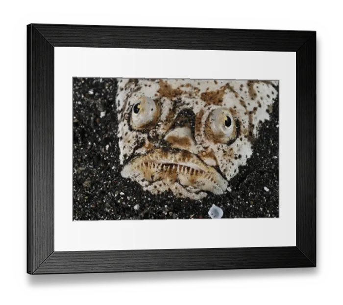 Framed Print : Whitemargin stargazer (Uranoscopus sulphureus), at night Lembeh Strait Framed Print : Whitemargin stargazer (Uranoscopus sulphureus), at night Lembeh Strait