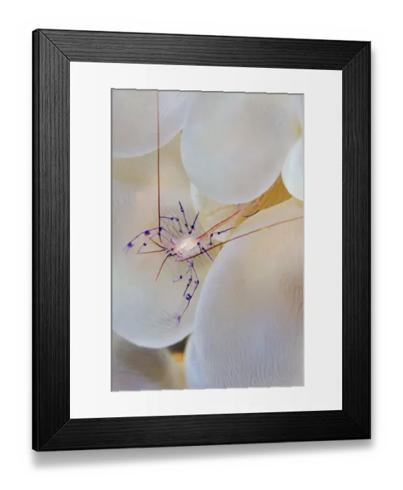 Framed Print : Bubble coral shrimp (Vir philippinesis) in symbiotic commensal relationship with Bubble Framed Print : Bubble coral shrimp (Vir philippinesis) in symbiotic commensal relationship with Bubble