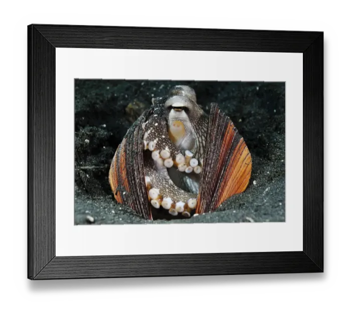 Framed Print : Veined Octopus, Coconut Octopus (Amphioctopus marginatus, formerly Octopus marginatus) Framed Print : Veined Octopus, Coconut Octopus (Amphioctopus marginatus, formerly Octopus marginatus)