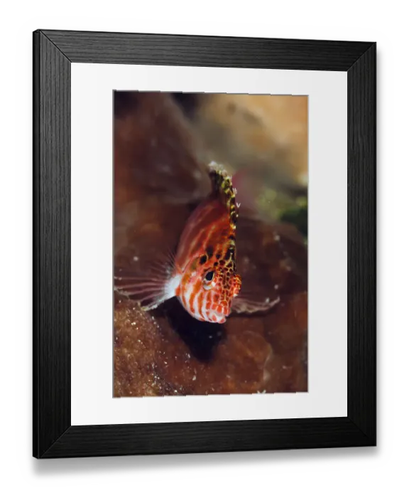 Framed Print : Pixy Hawkfish (Cirrhitichthys oxycephalus) Lembeh Strait, North Sulawesi Framed Print : Pixy Hawkfish (Cirrhitichthys oxycephalus) Lembeh Strait, North Sulawesi