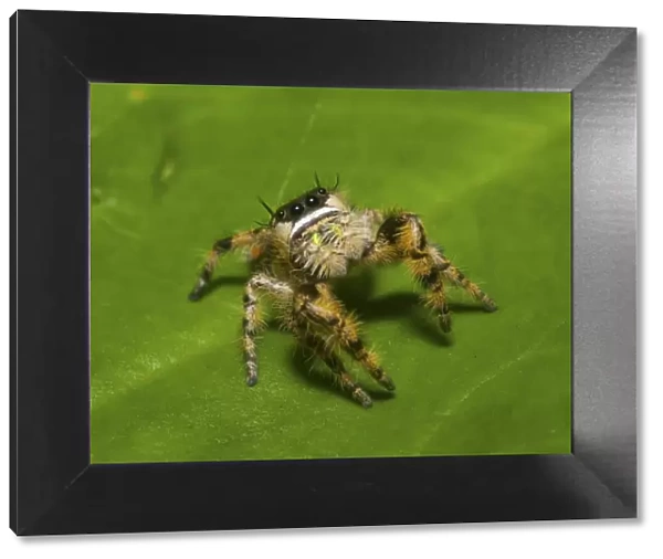 Canopy jumping spider (Phidippus otiosus) male, North Florida, USA, September