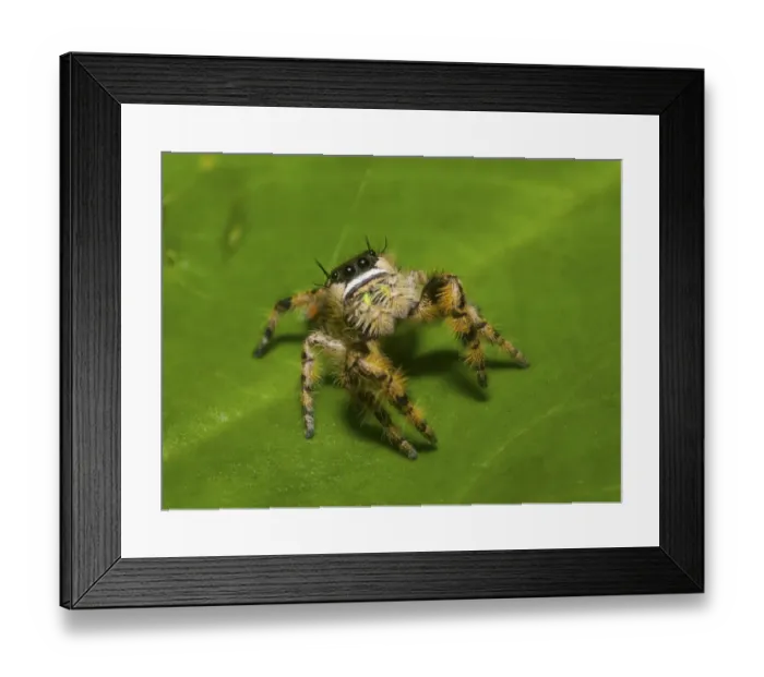 Framed Print : Canopy jumping spider (Phidippus otiosus) male, North Florida, USA, September Framed Print : Canopy jumping spider (Phidippus otiosus) male, North Florida, USA, September