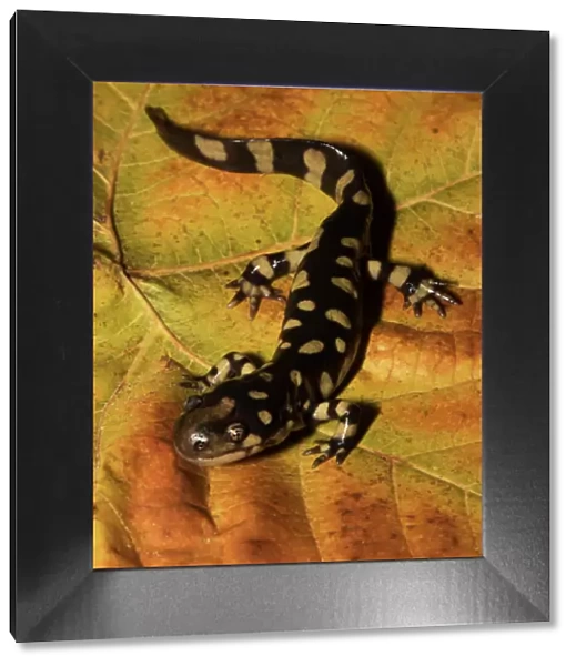 Eastern tiger salamander (Ambystoma tigrinum) North Florida, USA. December