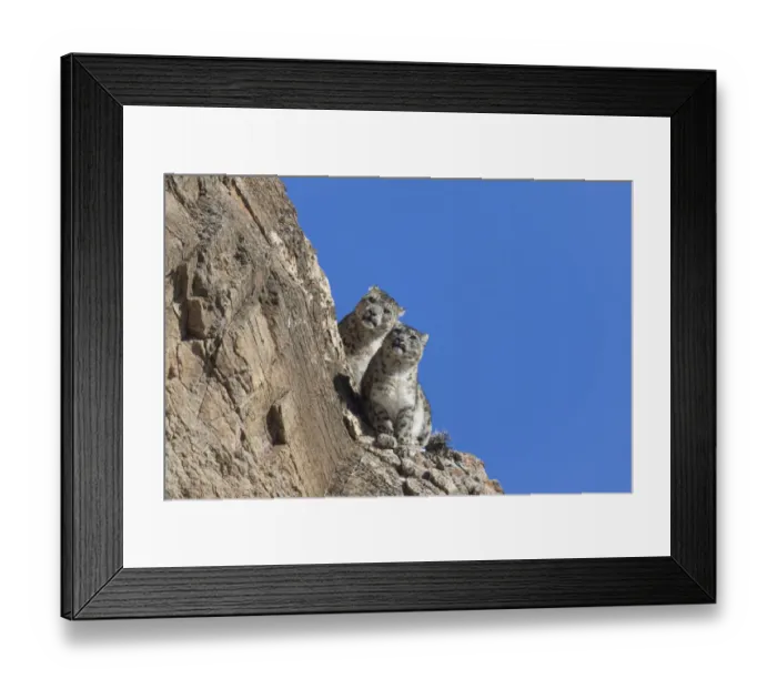 Framed Print : RF-Snow leopard (Uncia uncia) pair sitting on ledge of rockface Framed Print : RF-Snow leopard (Uncia uncia) pair sitting on ledge of rockface
