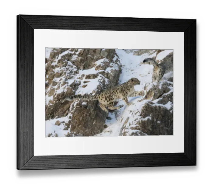 Framed Print : Snow leopard (Uncia uncia) pair on snow covered rocky slope Framed Print : Snow leopard (Uncia uncia) pair on snow covered rocky slope